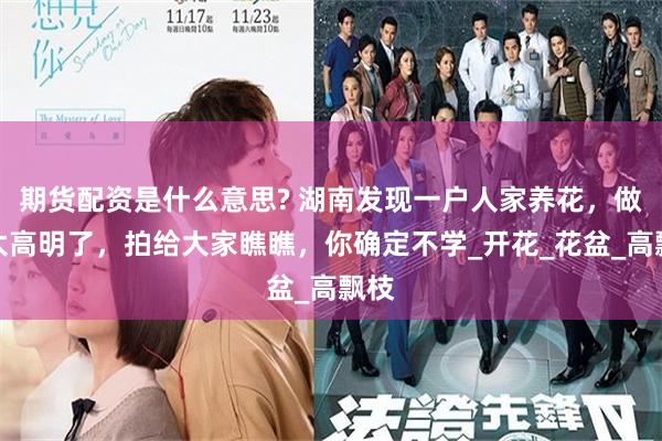 期货配资是什么意思? 湖南发现一户人家养花，做法太高明了，拍给大家瞧瞧，你确定不学_开花_花盆_高飘枝
